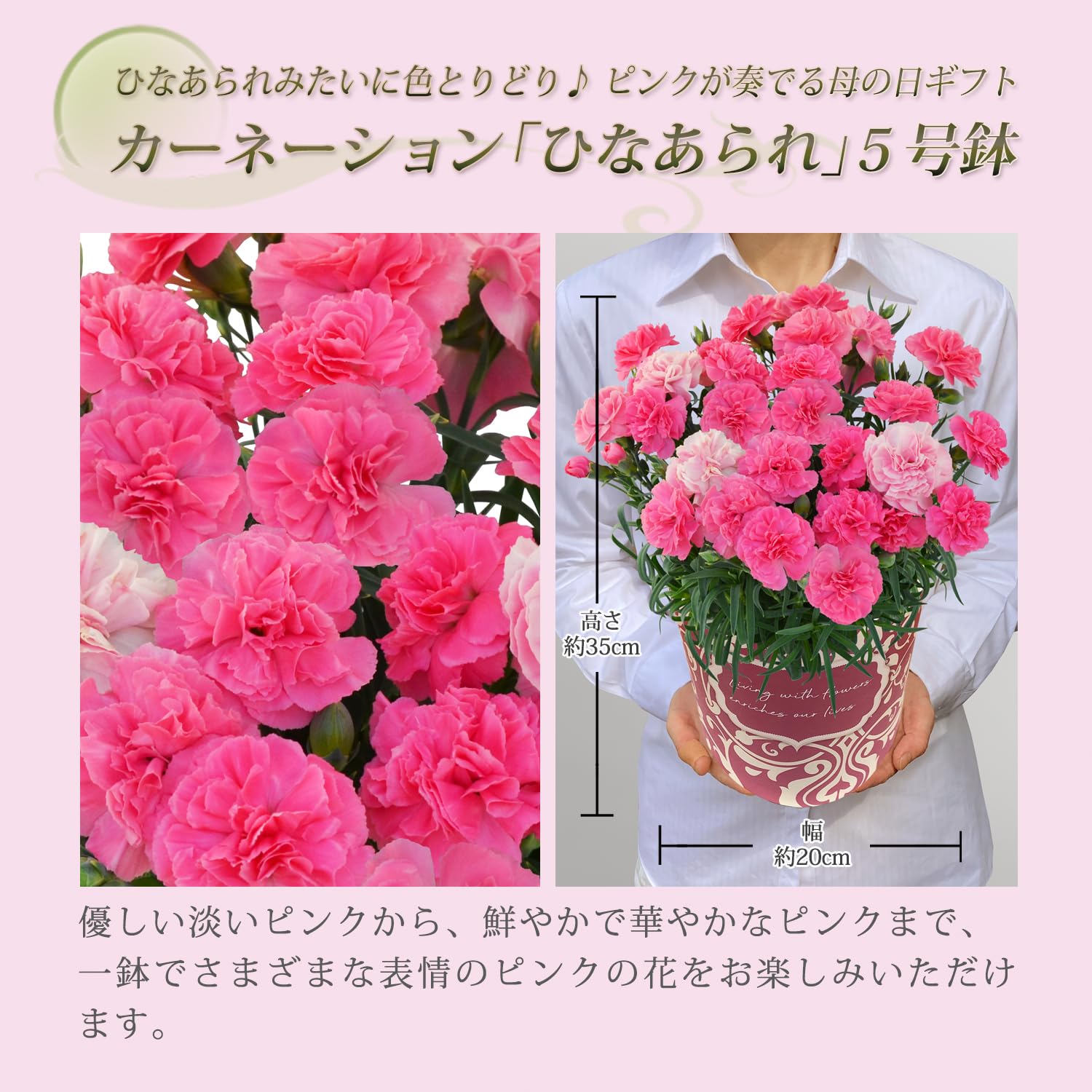 Amazon.co.jp: 花のギフト社 母の日 花 カーネーション 母の日ギフト